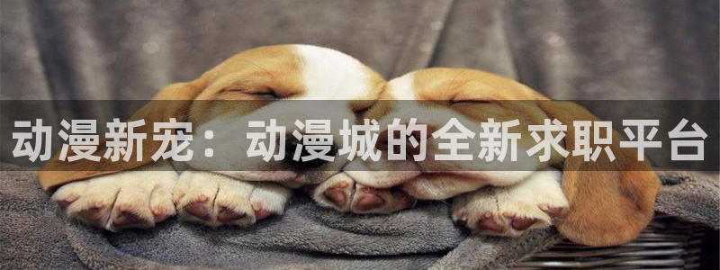 动漫之家头像：动漫新宠：动漫城的全新求职平台